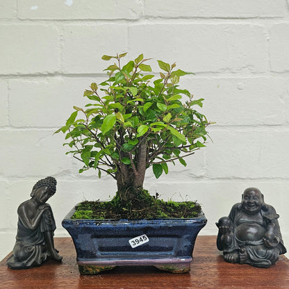 Bird Plum Bonsai Tree - Sagaretia Bonsai Plant in 15cm Pot