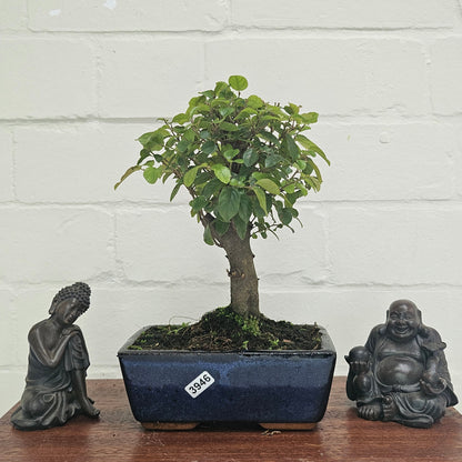 Bird Plum Bonsai Tree - Sagaretia Bonsai Plant in 15cm Pot