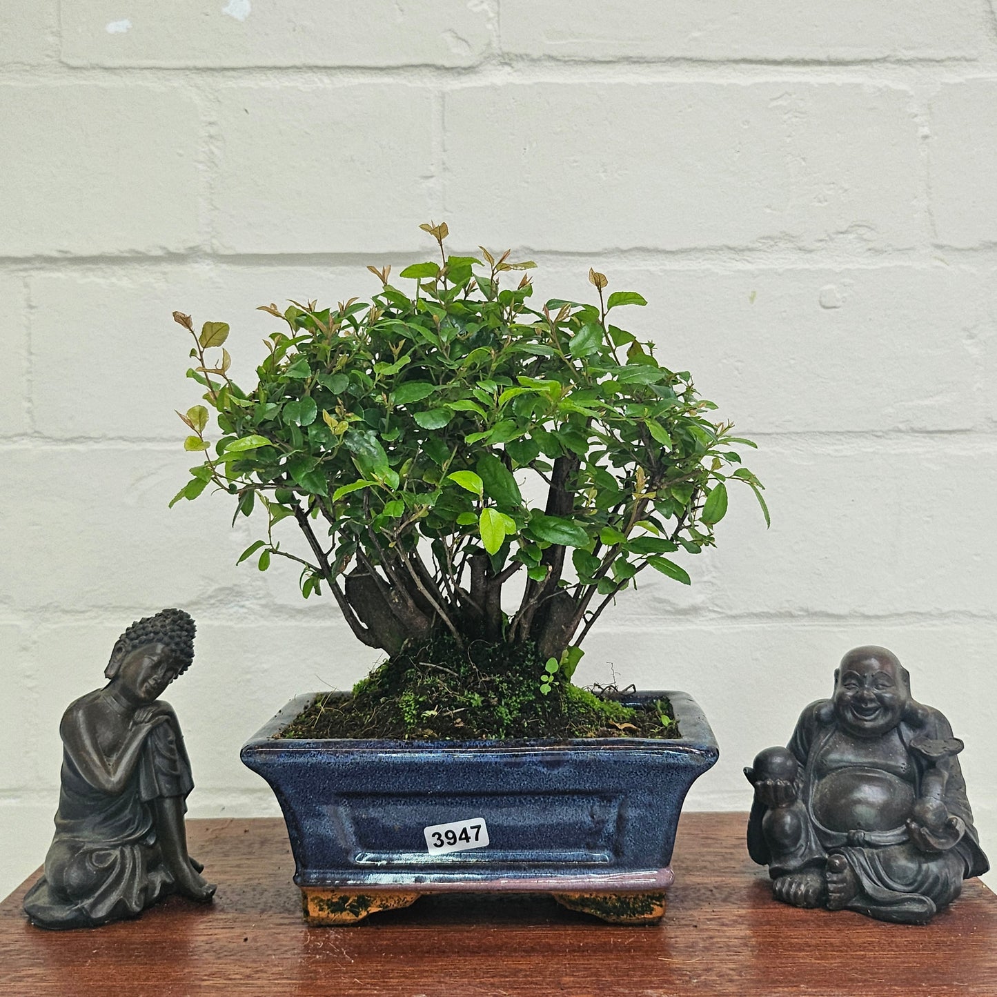 Bird Plum Bonsai Tree - Sagaretia Bonsai Plant in 15cm Pot