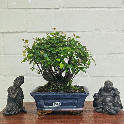 Bird Plum Bonsai Tree - Sagaretia Bonsai Plant in 15cm Pot