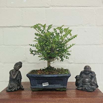 Chinese Pepper (Zanthoxylum Pipertum) Bonsai Tree | Broom | In 20cm Pot
