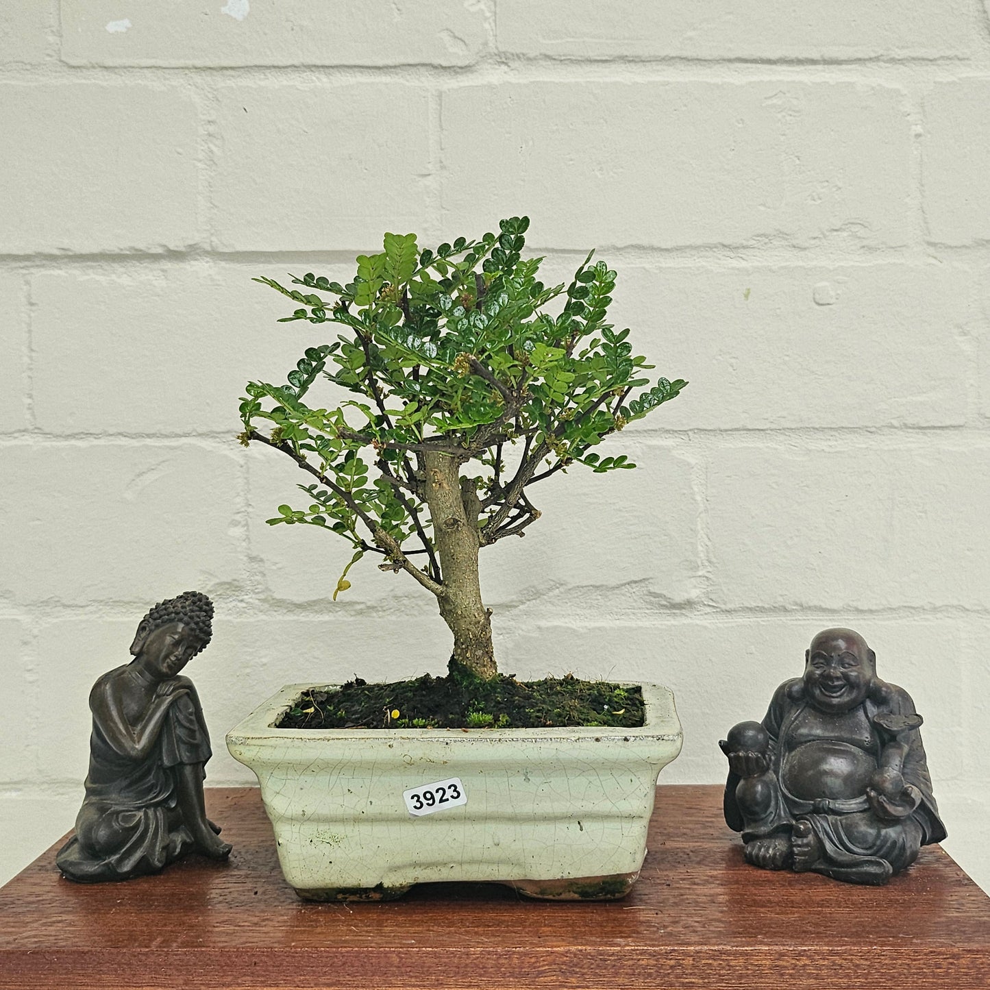 Chinese Pepper (Zanthoxylum Pipertum) Bonsai Tree | Broom | In 20cm Pot