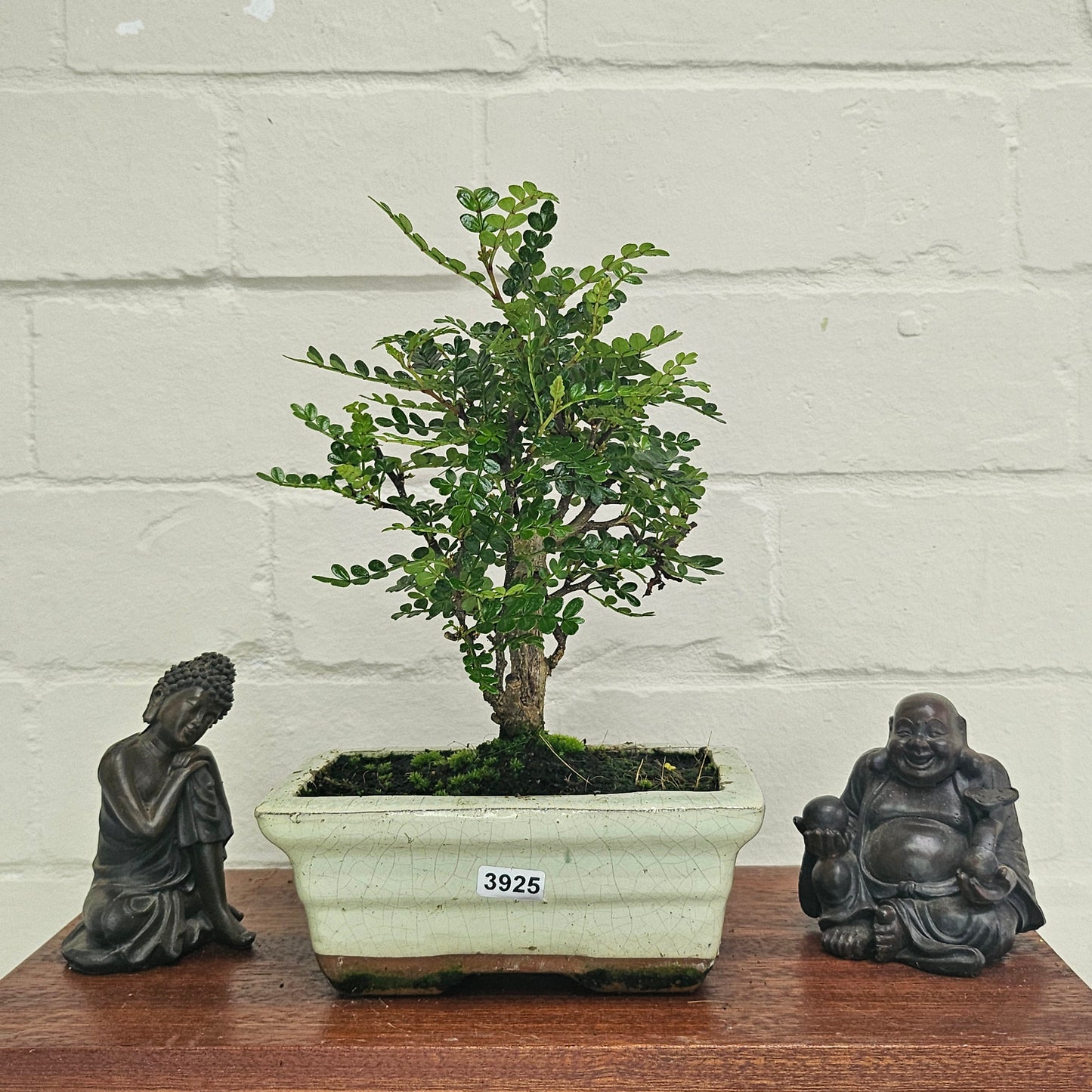 Chinese Pepper (Zanthoxylum Pipertum) Bonsai Tree | Broom | In 20cm Pot