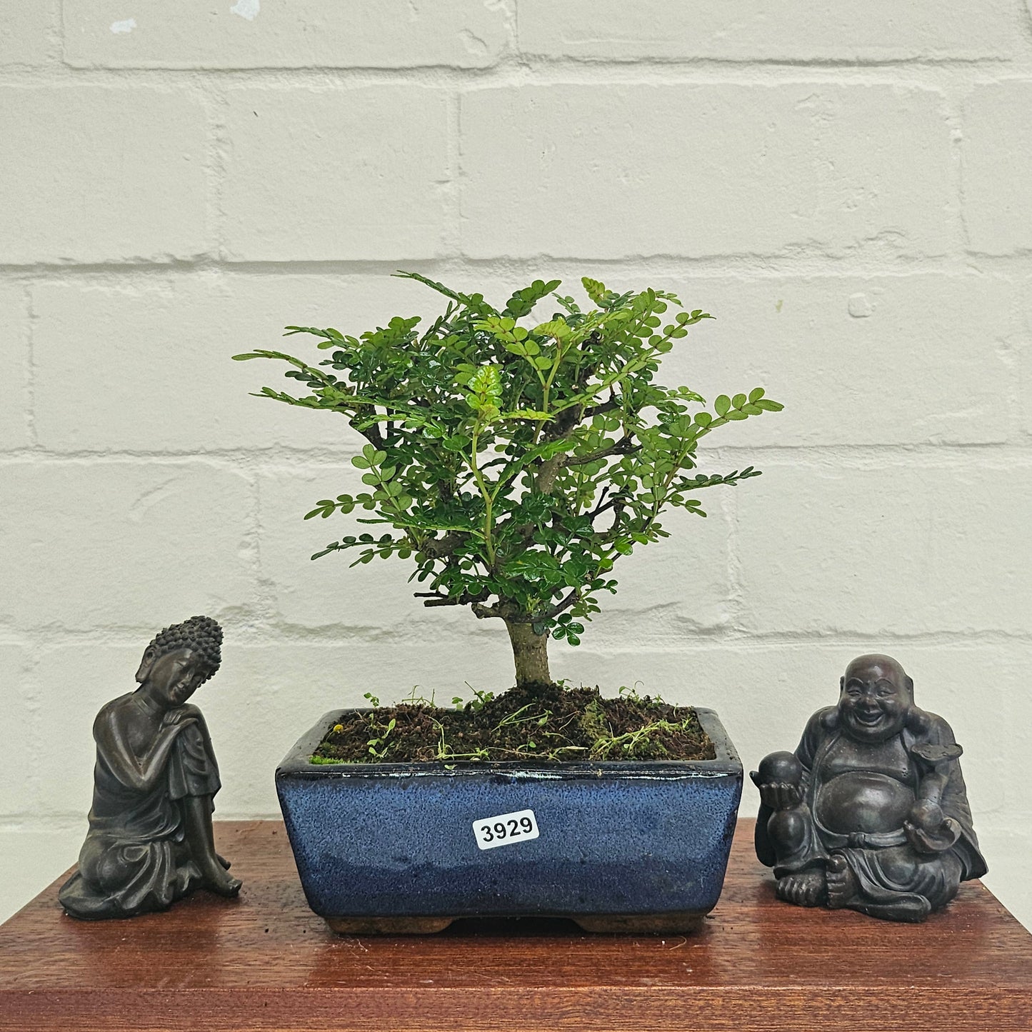 Chinese Pepper (Zanthoxylum Pipertum) Bonsai Tree | Broom | In 20cm Pot