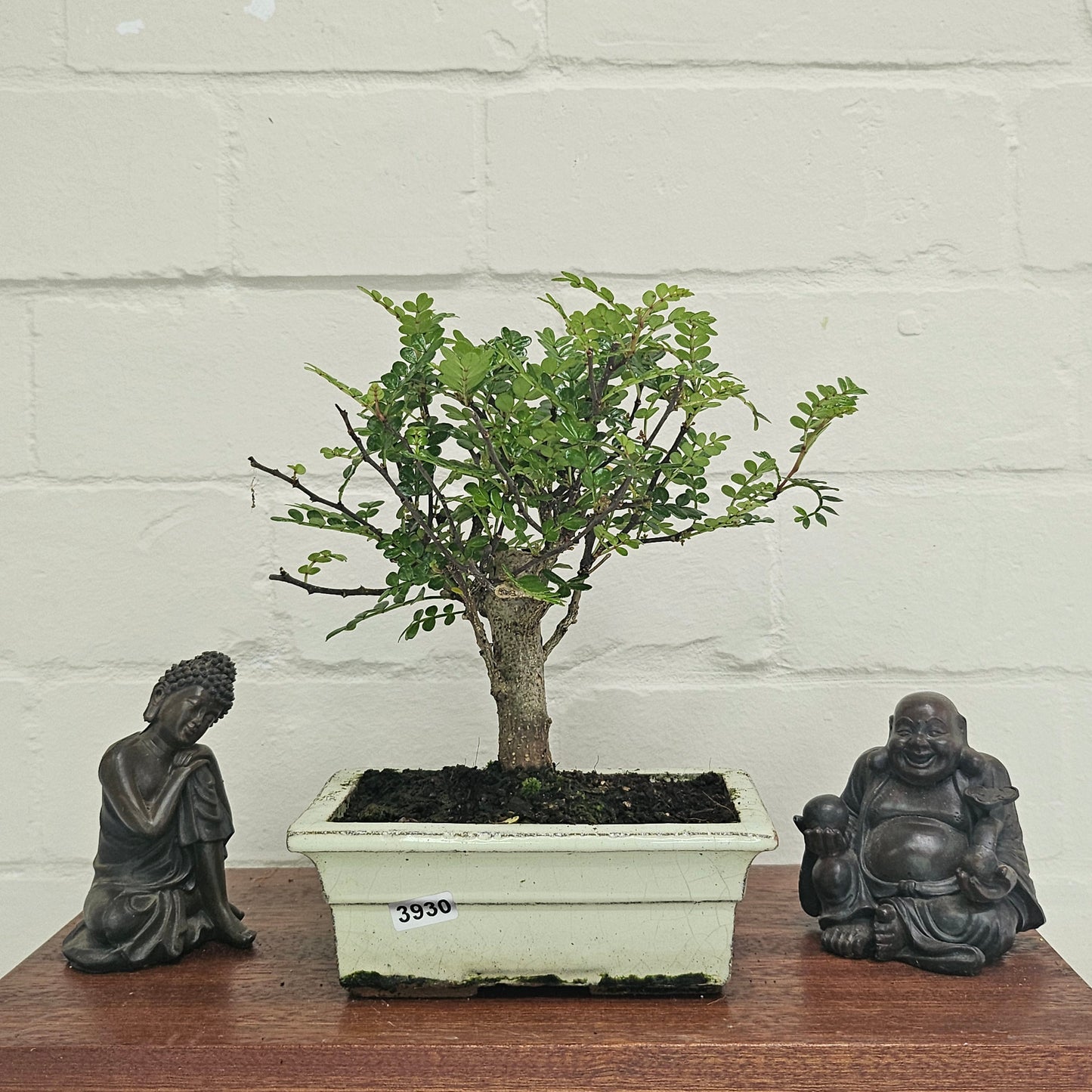 Chinese Pepper (Zanthoxylum Pipertum) Bonsai Tree | Broom | In 20cm Pot