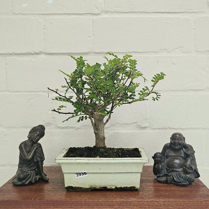 Chinese Pepper (Zanthoxylum Pipertum) Bonsai Tree | Broom | In 20cm Pot