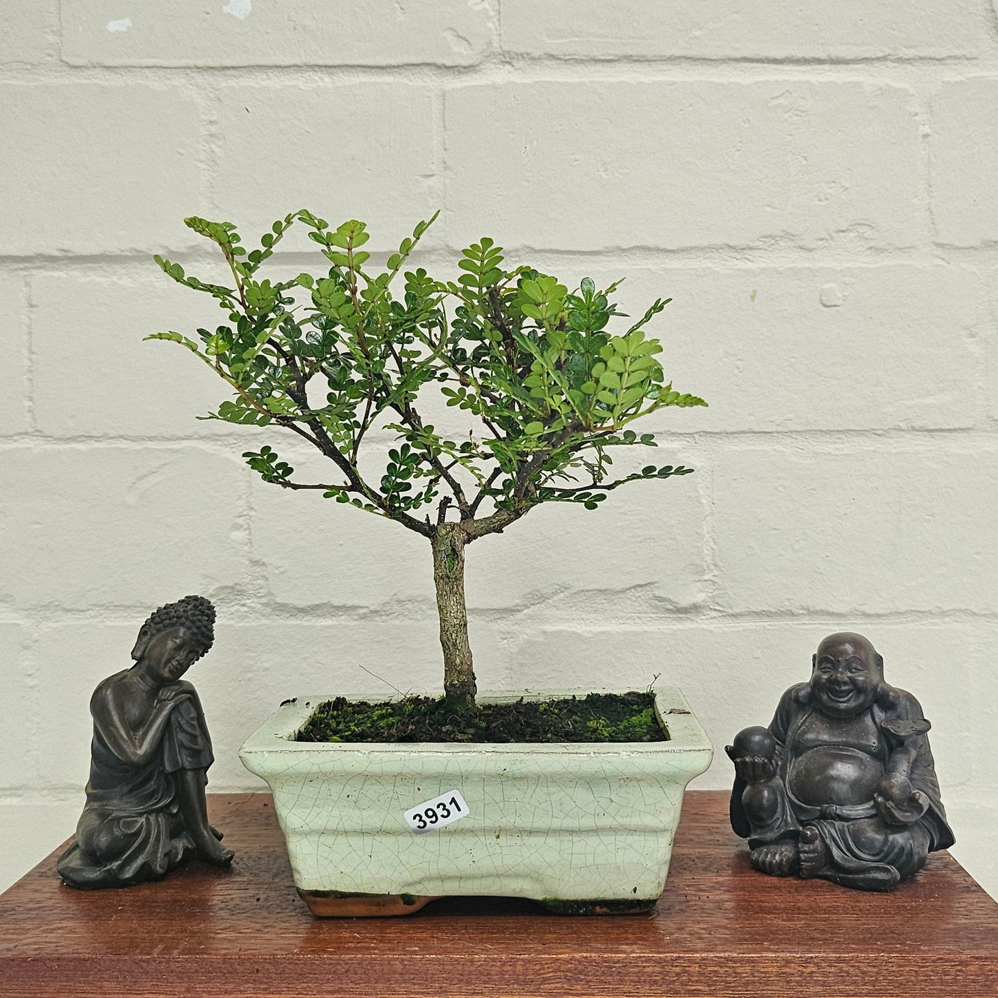 Chinese Pepper (Zanthoxylum Pipertum) Bonsai Tree | Broom | In 20cm Pot