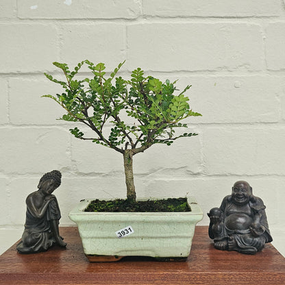 Chinese Pepper (Zanthoxylum Pipertum) Bonsai Tree | Broom | In 20cm Pot