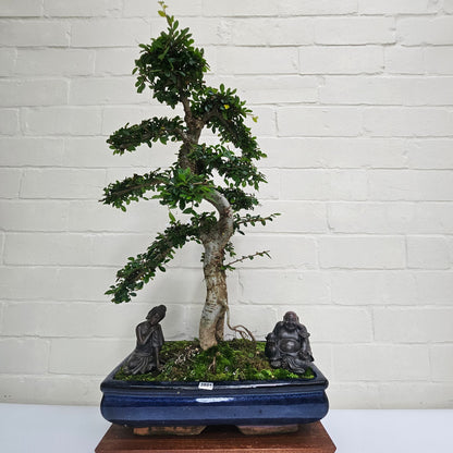 Large Ulmus Parvifolia Bonsai Tree - Chinese Elm - In 35cm Pot