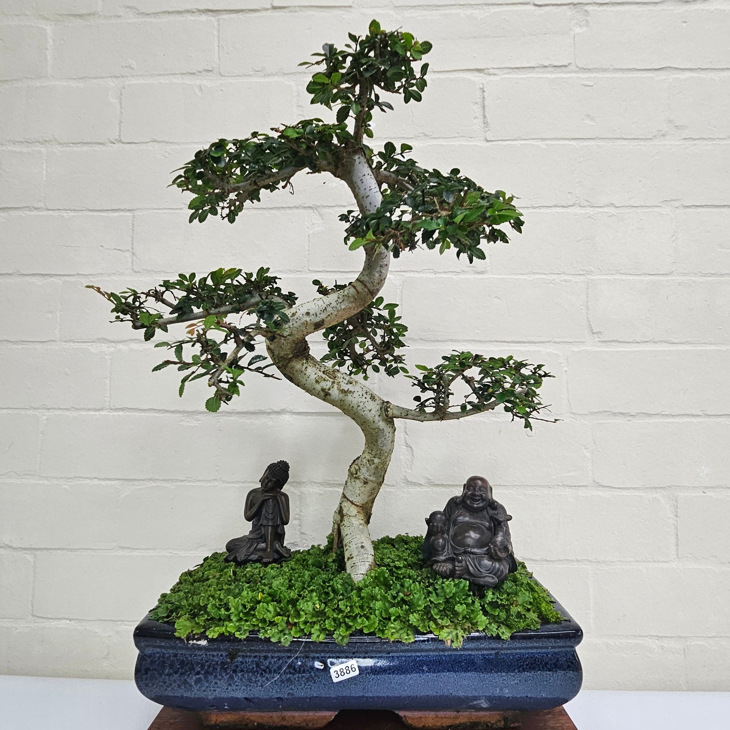 Large Ulmus Parvifolia Bonsai Tree - Chinese Elm - In 35cm Pot