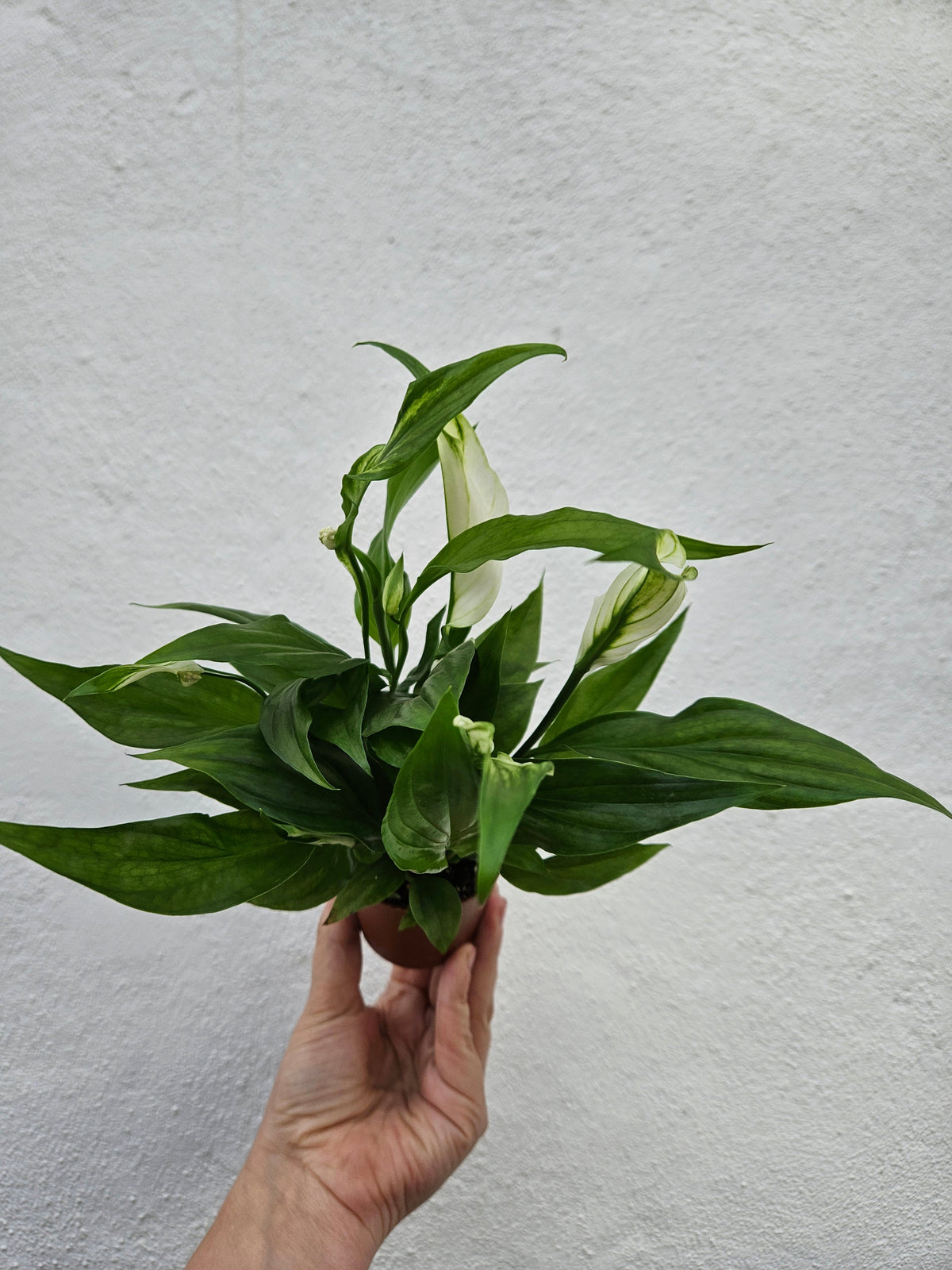 Spathiphyllum 'Pearl Cupido' (Peace Lily)