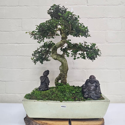 Large Ulmus Parvifolia Bonsai Tree - Chinese Elm - In 35cm Pot