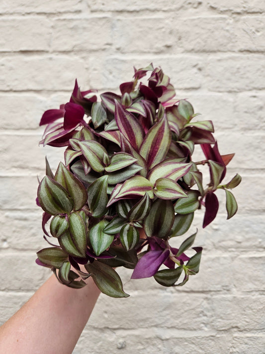 Tradescantia purpusii (Inch Plant)