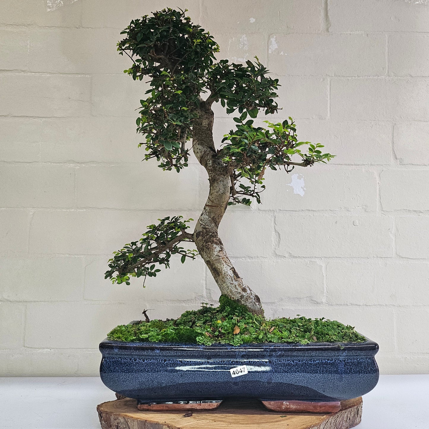 Large Ulmus Parvifolia Bonsai Tree - Chinese Elm - In 35cm Pot
