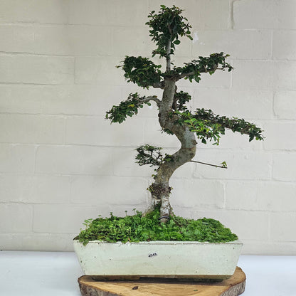 Large Ulmus Parvifolia Bonsai Tree - Chinese Elm - In 35cm Pot