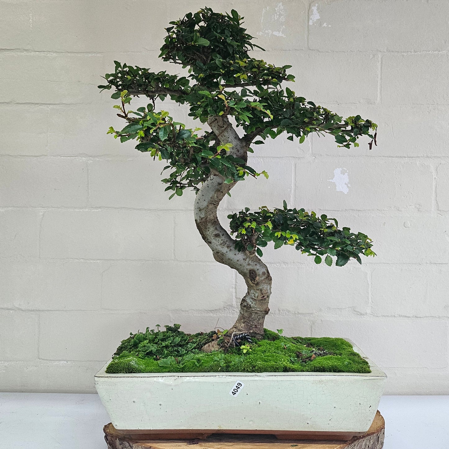 Large Ulmus Parvifolia Bonsai Tree - Chinese Elm - In 35cm Pot
