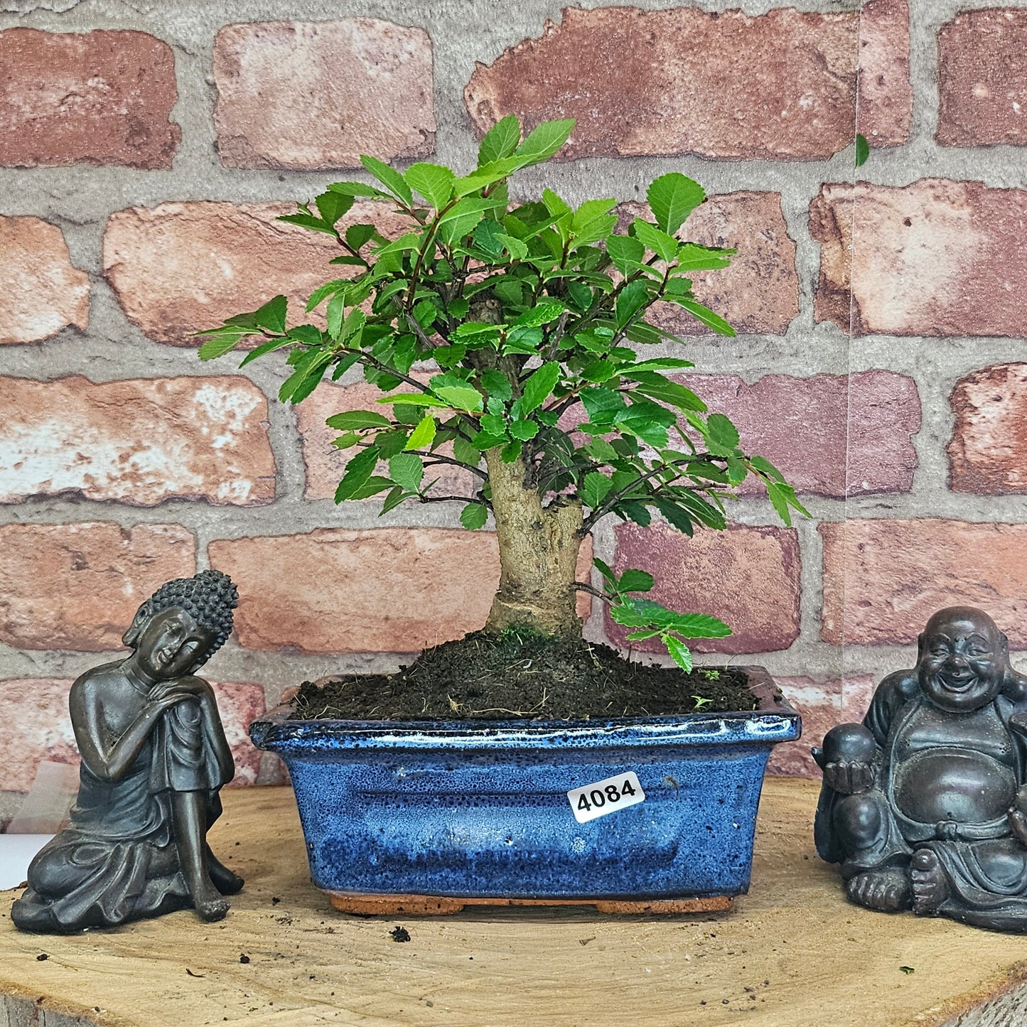 Chinese Elm Bonsai Tree - Bonsai Ulmus Parvifolia In 15cm Pot