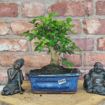 Chinese Elm Bonsai Tree - Bonsai Ulmus Parvifolia In 15cm Pot