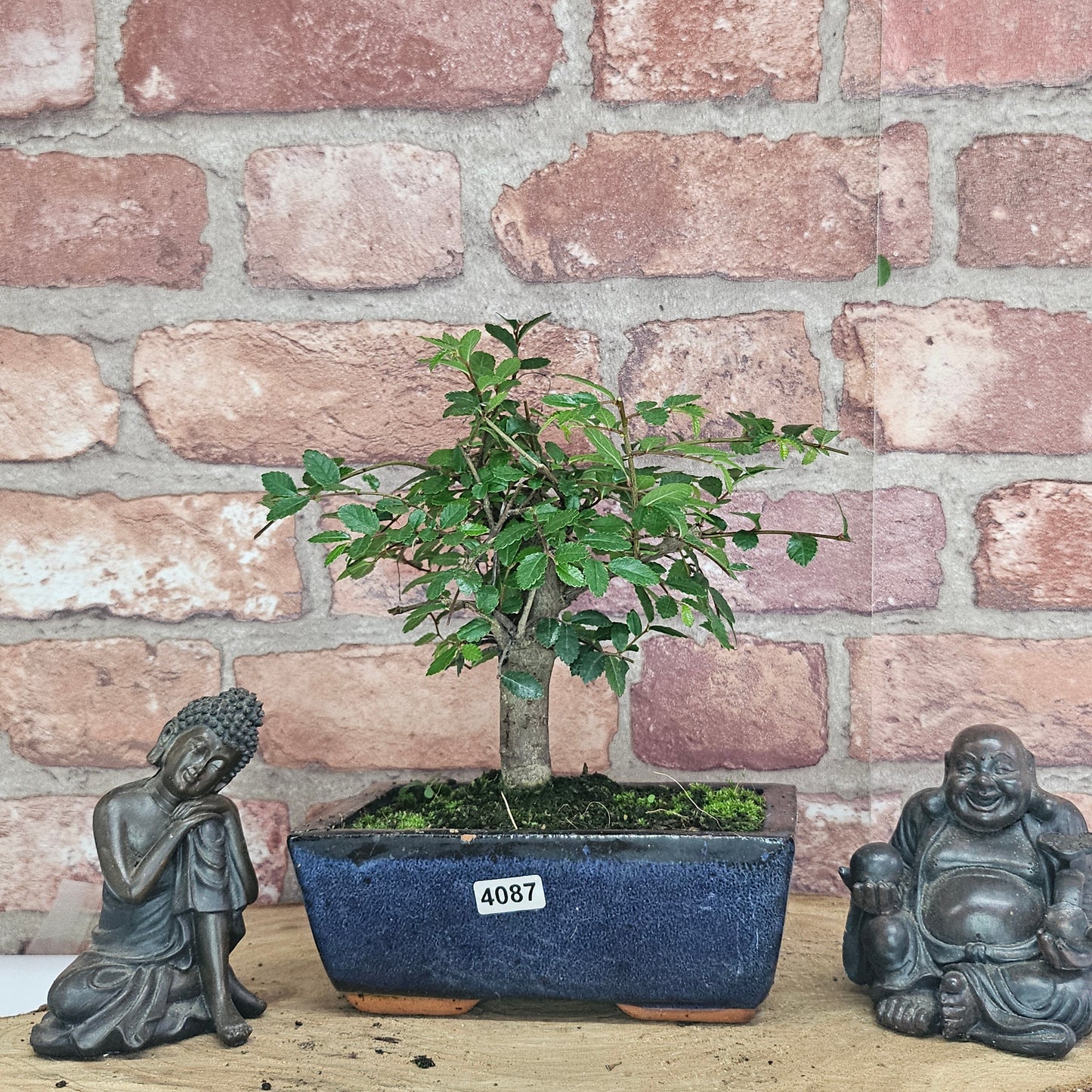Chinese Elm Bonsai Tree - Bonsai Ulmus Parvifolia In 15cm Pot