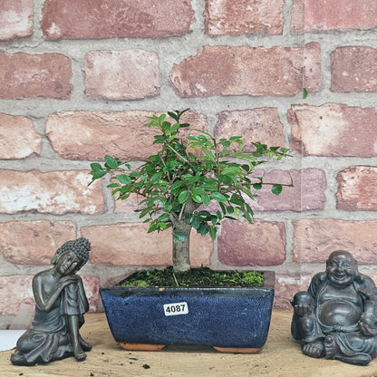 Chinese Elm Bonsai Tree - Bonsai Ulmus Parvifolia In 15cm Pot