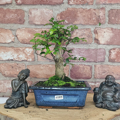 Chinese Elm Bonsai Tree - Bonsai Ulmus Parvifolia In 15cm Pot
