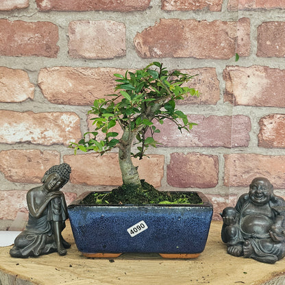 Chinese Elm Bonsai Tree - Bonsai Ulmus Parvifolia In 15cm Pot