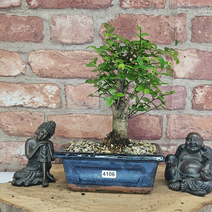 Chinese Elm Bonsai Tree - Bonsai Ulmus Parvifolia In 15cm Pot