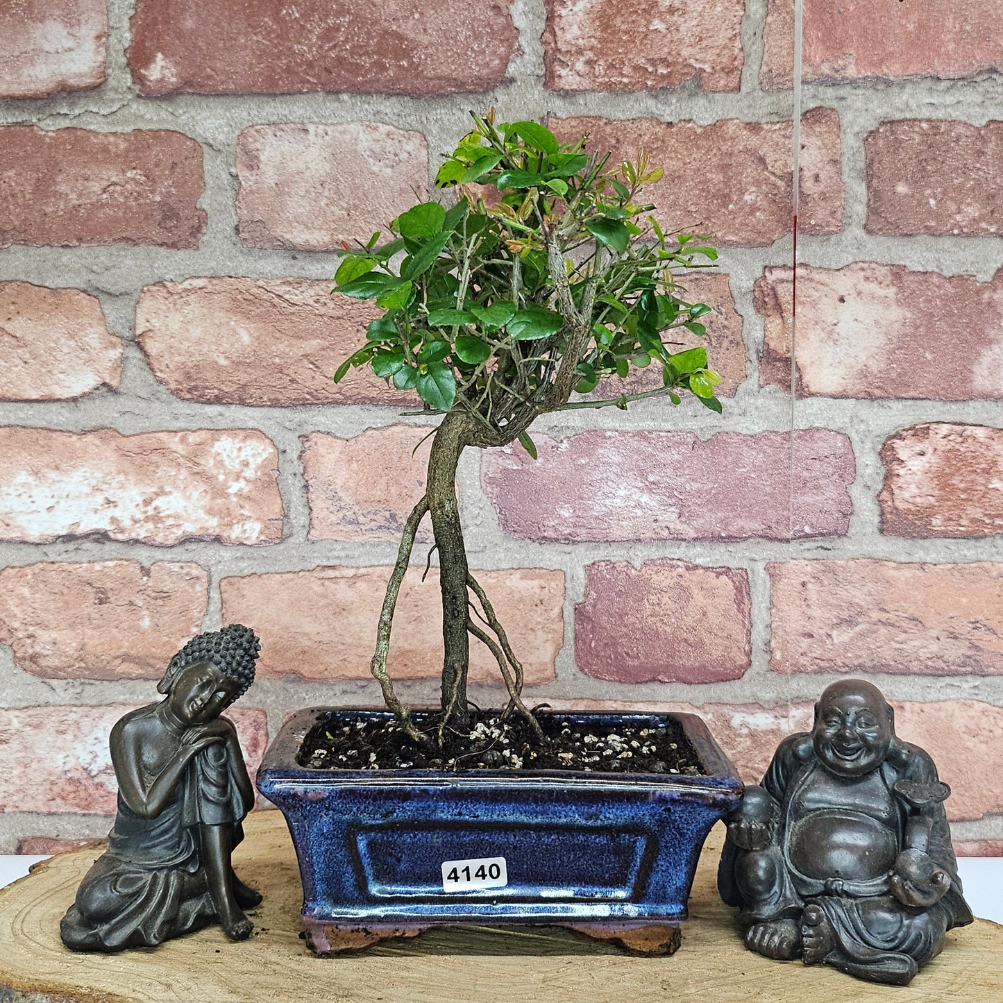 Bird Plum Bonsai Tree - Sagaretia Bonsai Plant in 15cm Pot