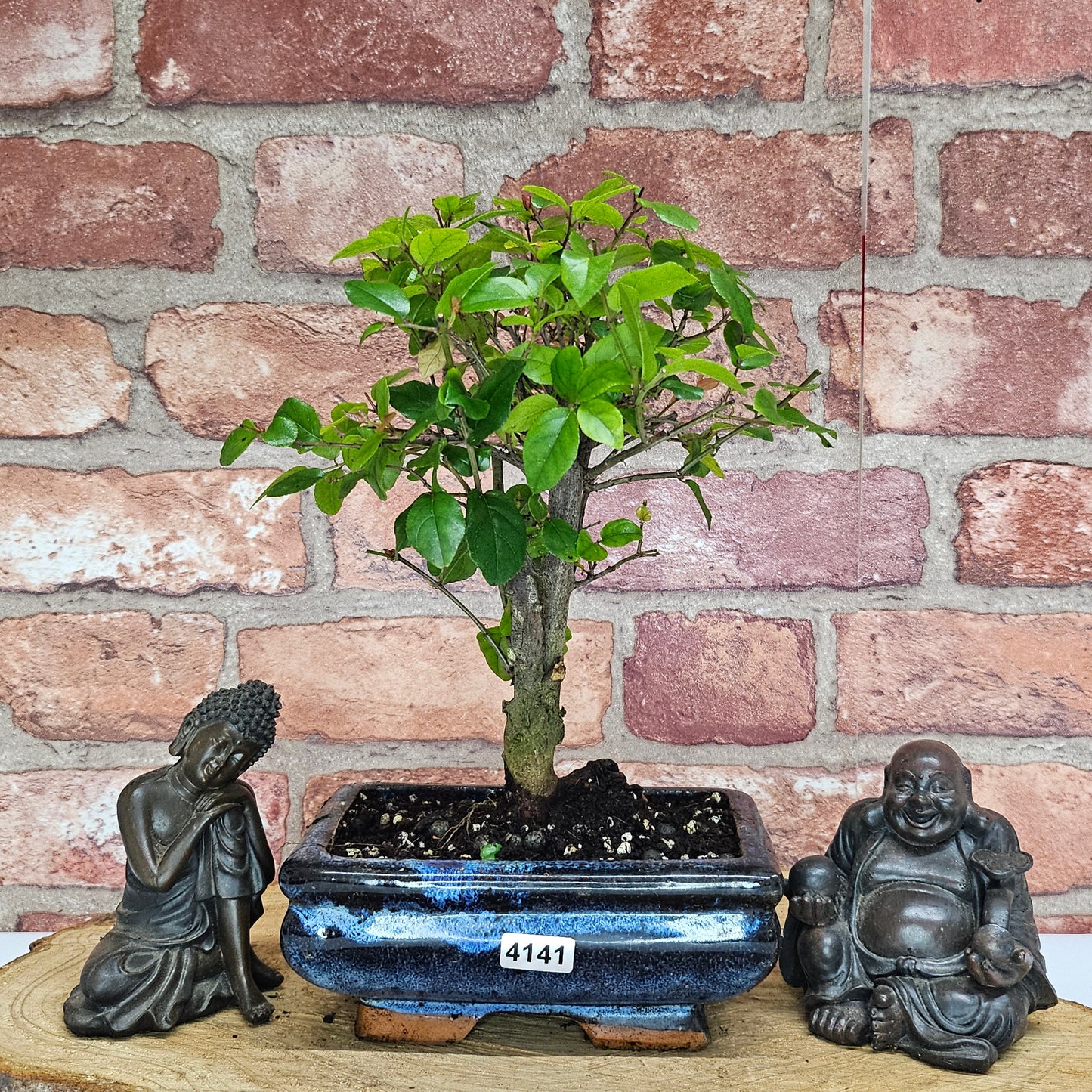 Bird Plum Bonsai Tree - Sagaretia Bonsai Plant in 15cm Pot