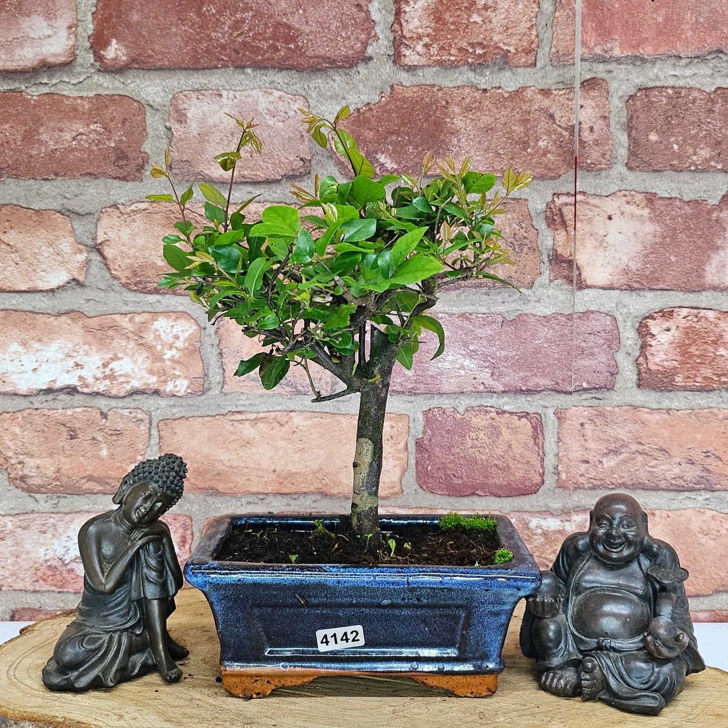 Bird Plum Bonsai Tree - Sagaretia Bonsai Plant in 15cm Pot