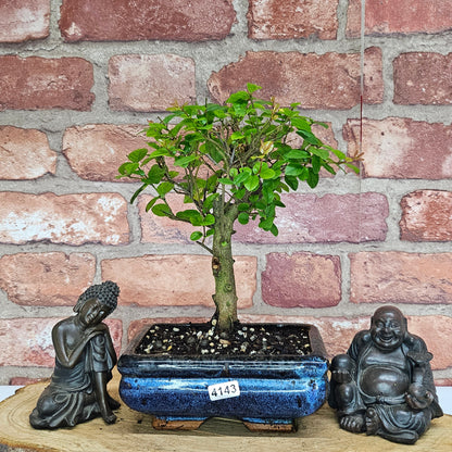 Bird Plum Bonsai Tree - Sagaretia Bonsai Plant in 15cm Pot