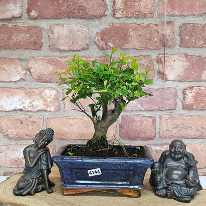 Bird Plum Bonsai Tree - Sagaretia Bonsai Plant in 15cm Pot