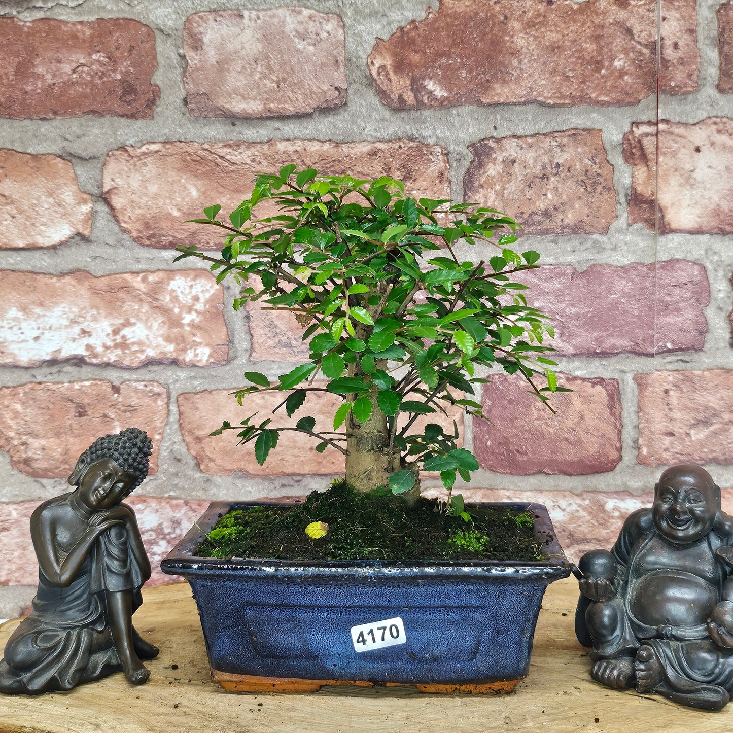 Chinese Elm Bonsai Tree - Bonsai Ulmus Parvifolia In 15cm Pot
