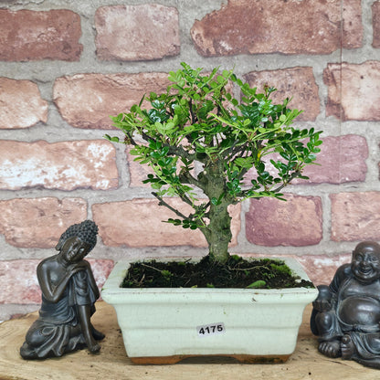 Chinese Pepper (Zanthoxylum Pipertum) Bonsai Tree | Broom | In 20cm Pot