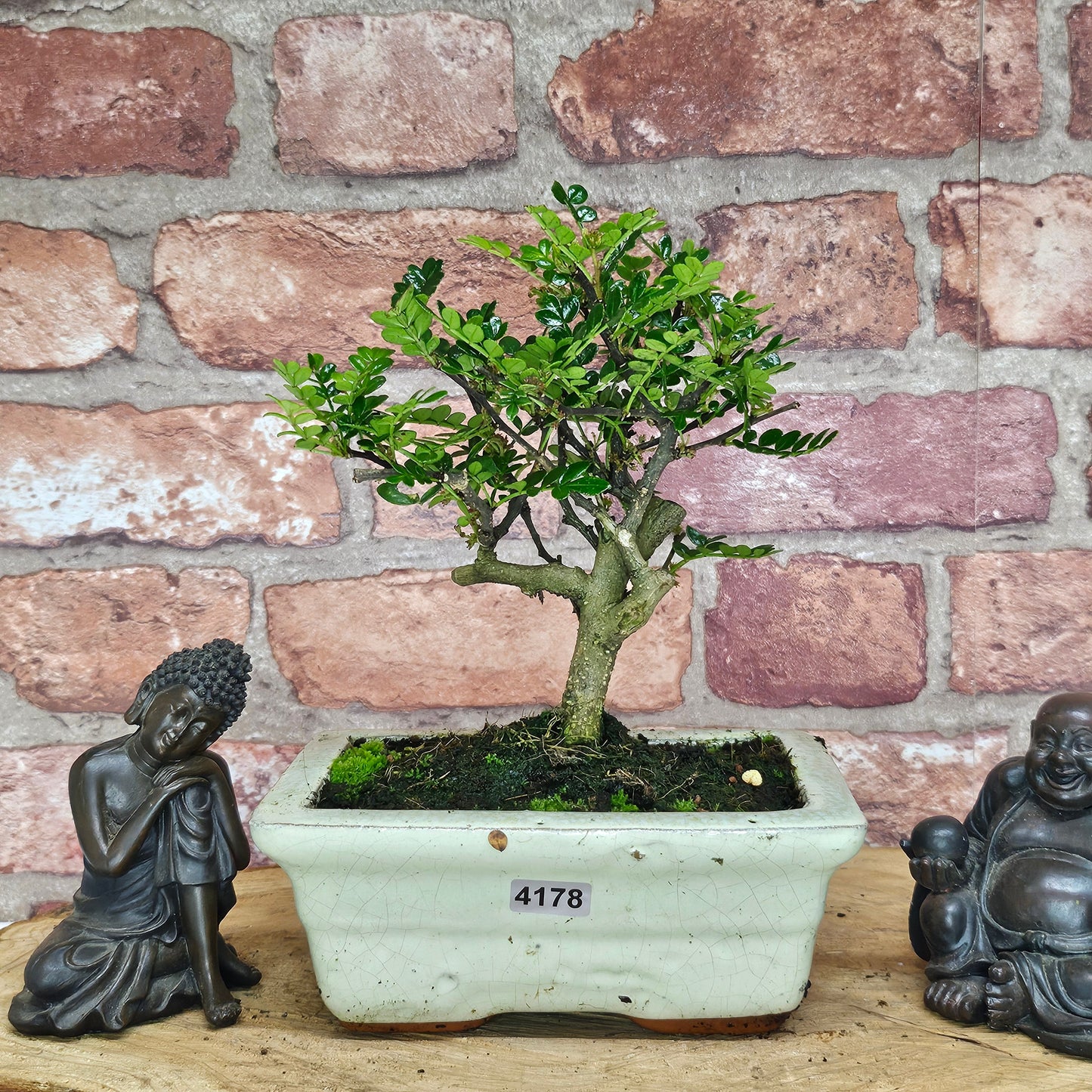 Chinese Pepper (Zanthoxylum Pipertum) Bonsai Tree | Broom | In 20cm Pot