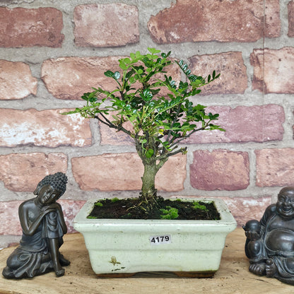 Chinese Pepper (Zanthoxylum Pipertum) Bonsai Tree | Broom | In 20cm Pot
