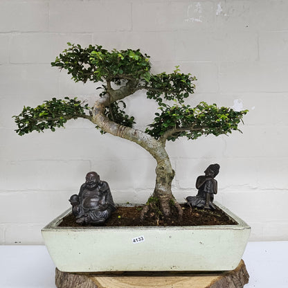 Large Ulmus Parvifolia Bonsai Tree - Chinese Elm - In 35cm Pot