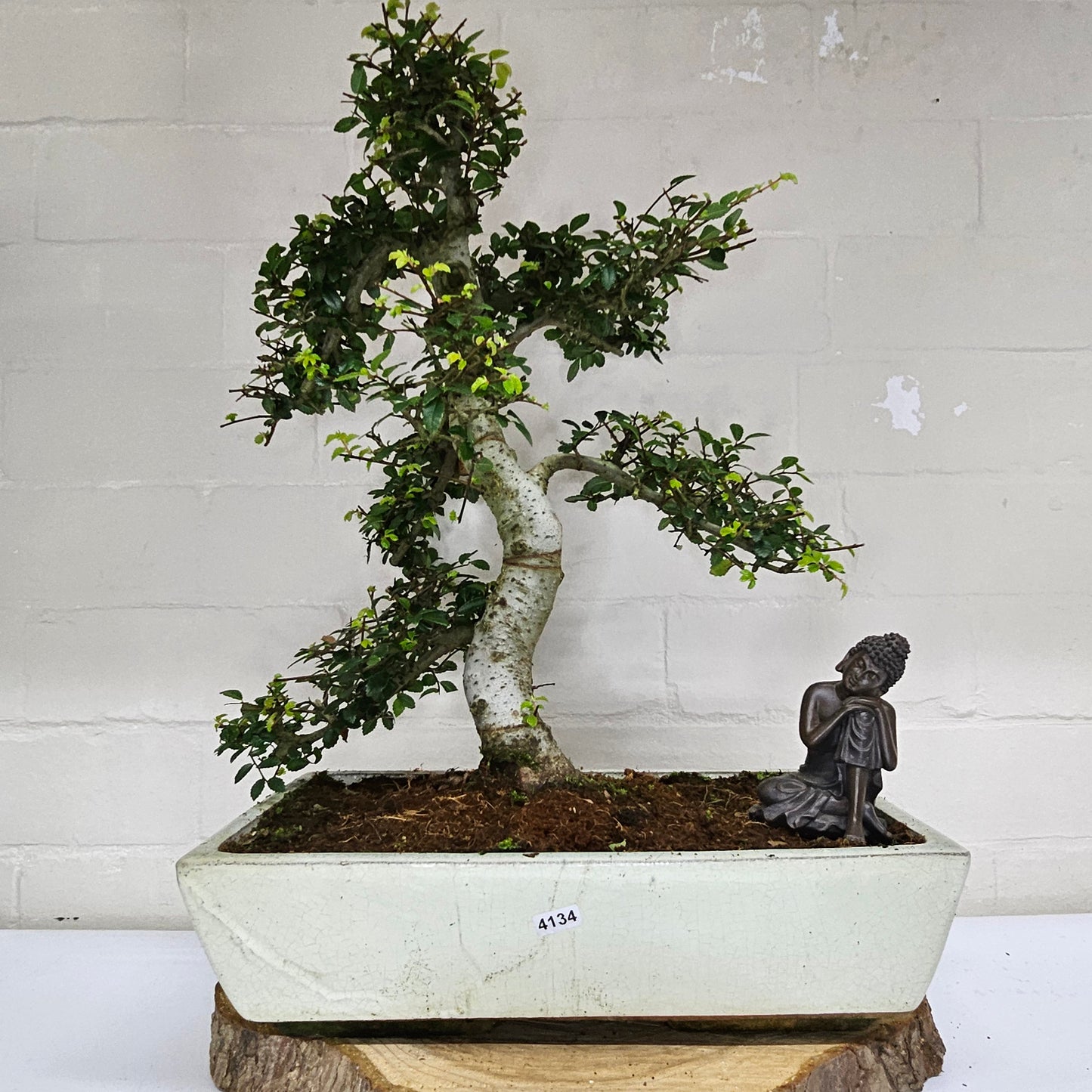 Large Ulmus Parvifolia Bonsai Tree - Chinese Elm - In 35cm Pot