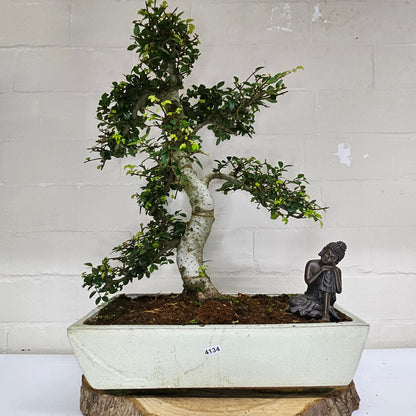Large Ulmus Parvifolia Bonsai Tree - Chinese Elm - In 35cm Pot