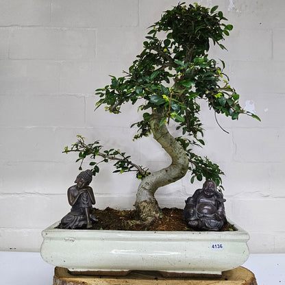 Large Ulmus Parvifolia Bonsai Tree - Chinese Elm - In 35cm Pot