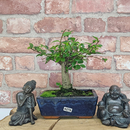 Chinese Elm Bonsai Tree - Bonsai Ulmus Parvifolia In 15cm Pot