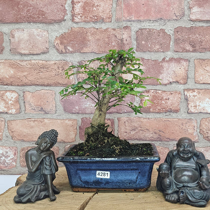 Chinese Elm Bonsai Tree - Bonsai Ulmus Parvifolia In 15cm Pot