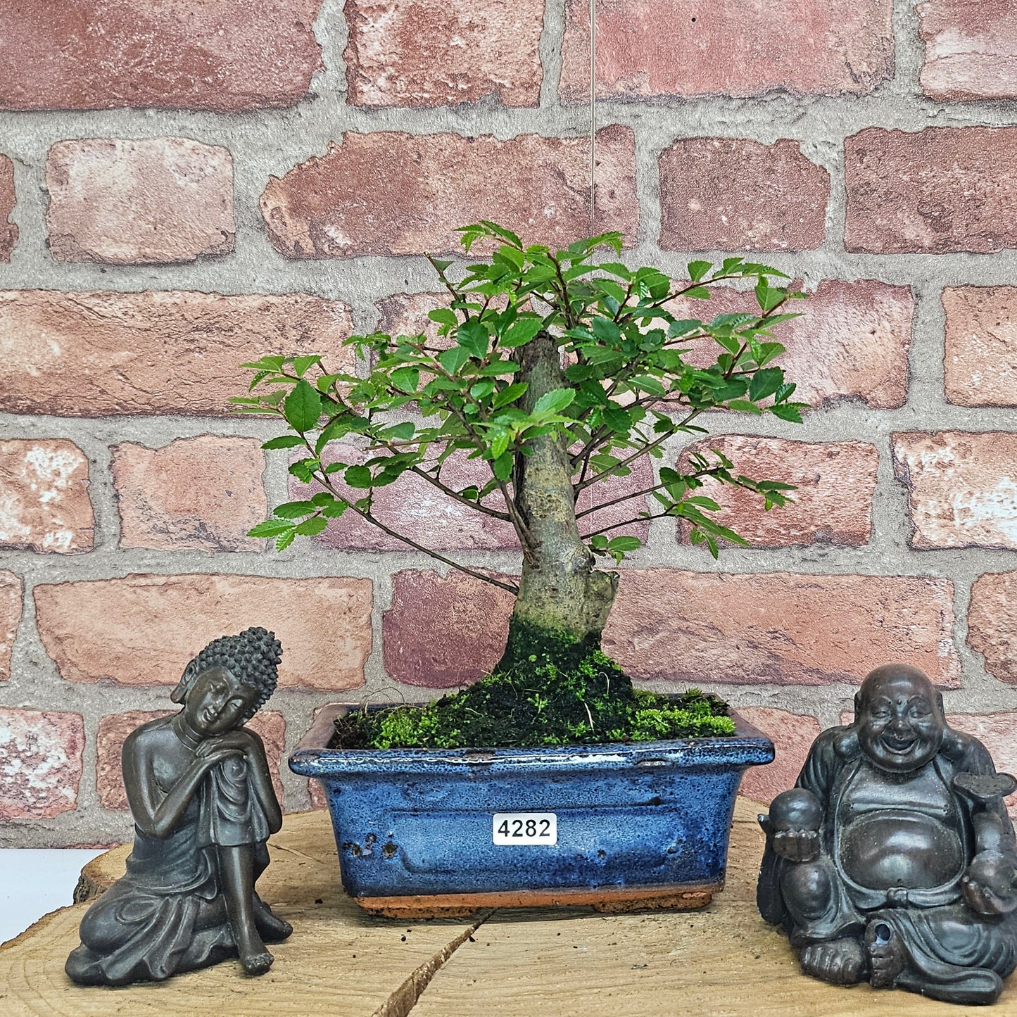 Chinese Elm Bonsai Tree - Bonsai Ulmus Parvifolia In 15cm Pot