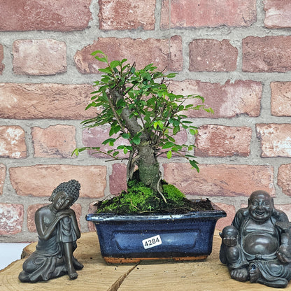 Chinese Elm Bonsai Tree - Bonsai Ulmus Parvifolia In 15cm Pot