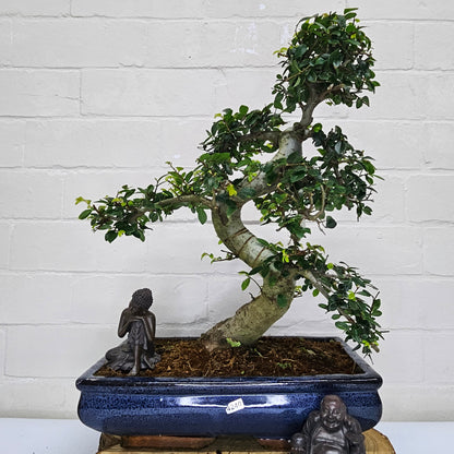 Large Ulmus Parvifolia Bonsai Tree - Chinese Elm - In 35cm Pot