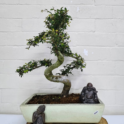 Large Ulmus Parvifolia Bonsai Tree - Chinese Elm - In 35cm Pot