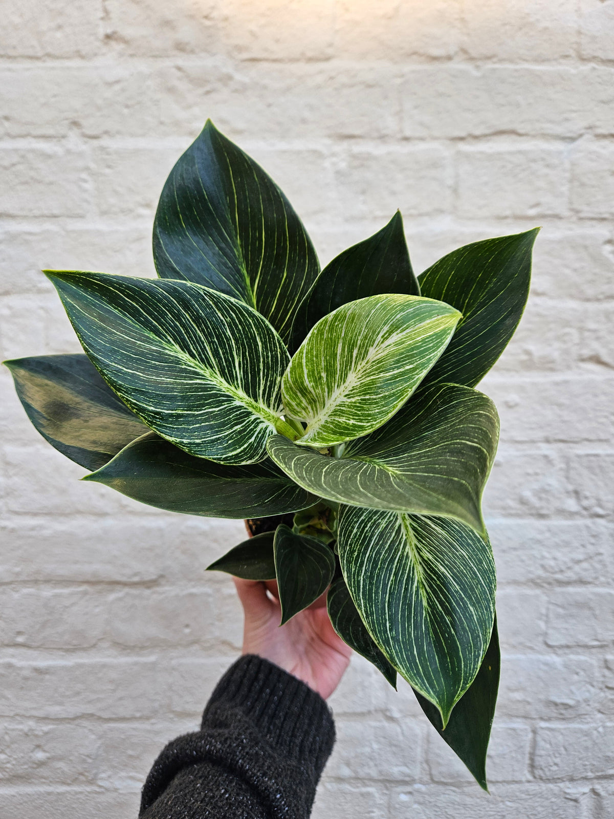 Philodendron birkin 'White veins'