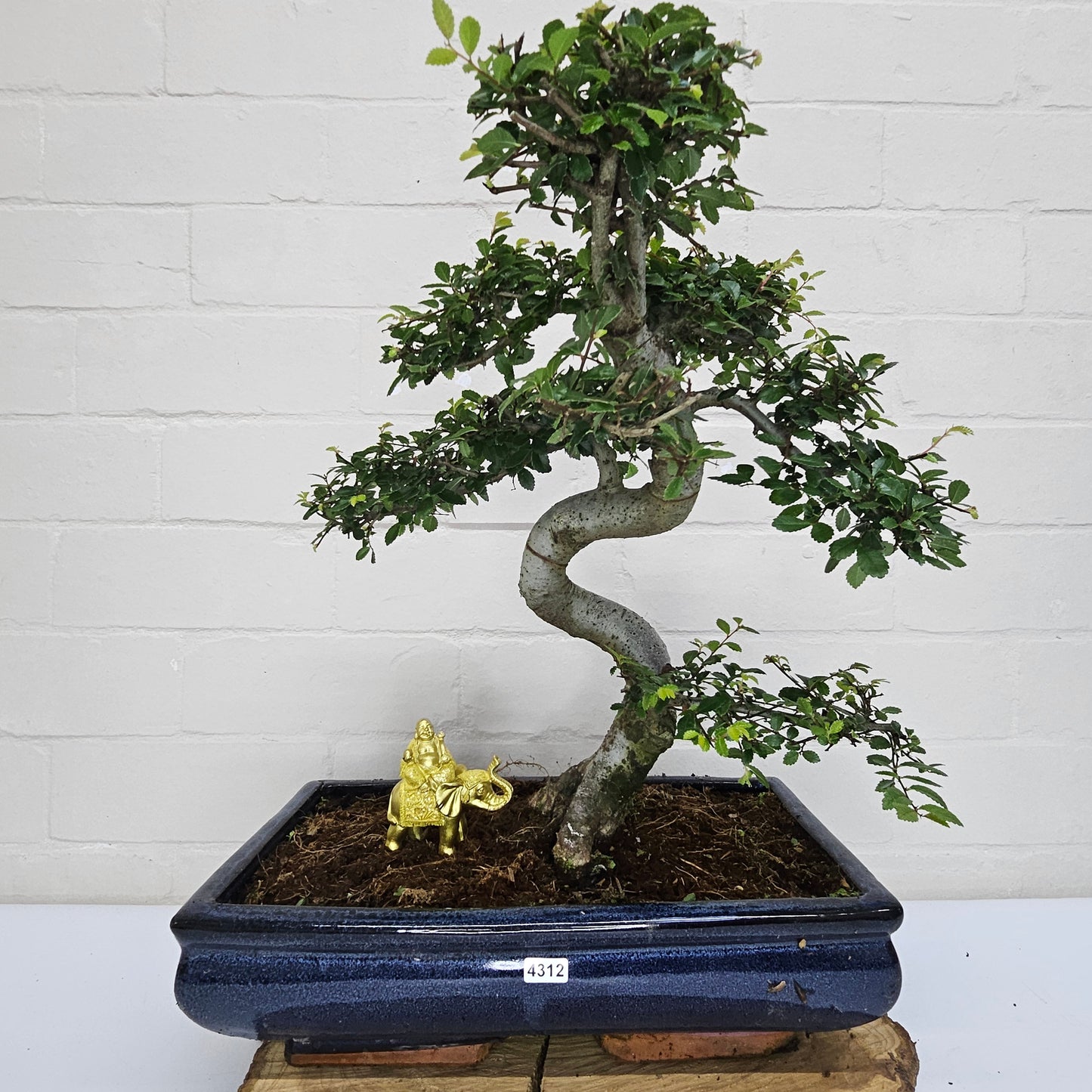 Large Ulmus Parvifolia Bonsai Tree - Chinese Elm - In 35cm Pot