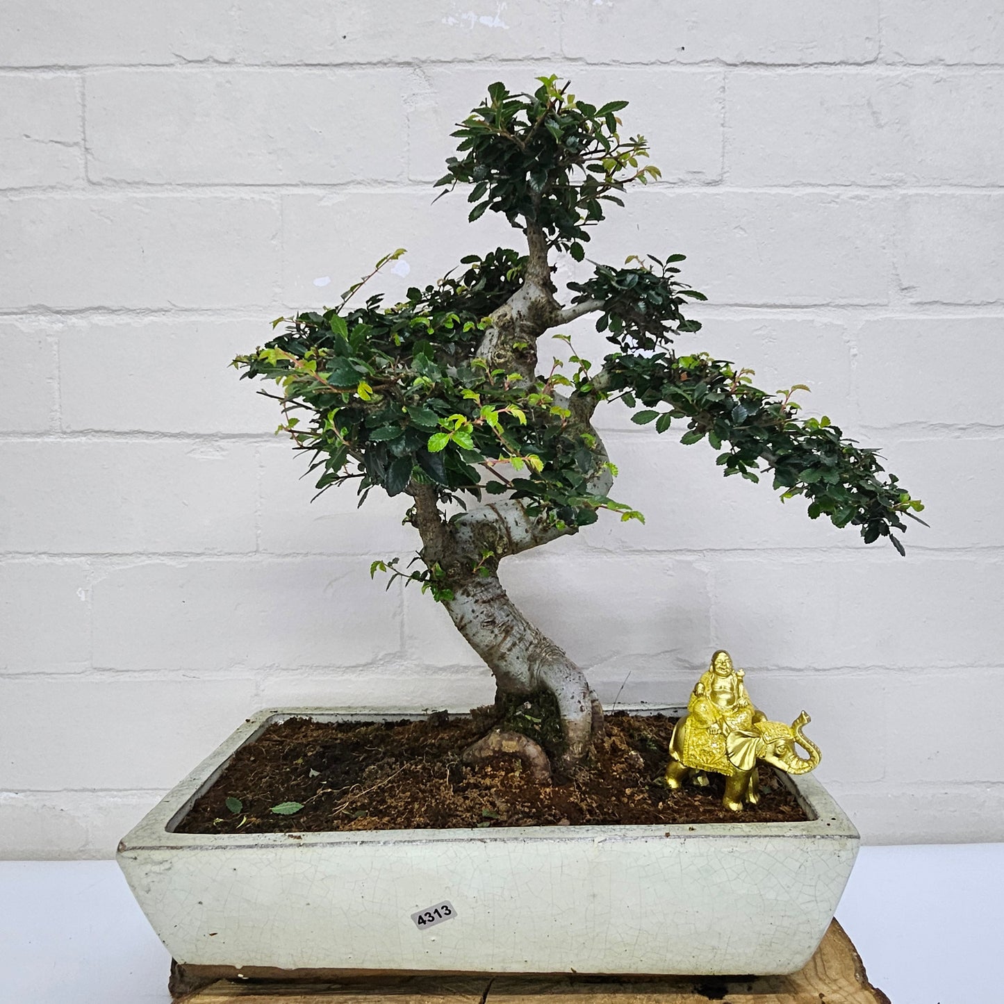 Large Ulmus Parvifolia Bonsai Tree - Chinese Elm - In 35cm Pot