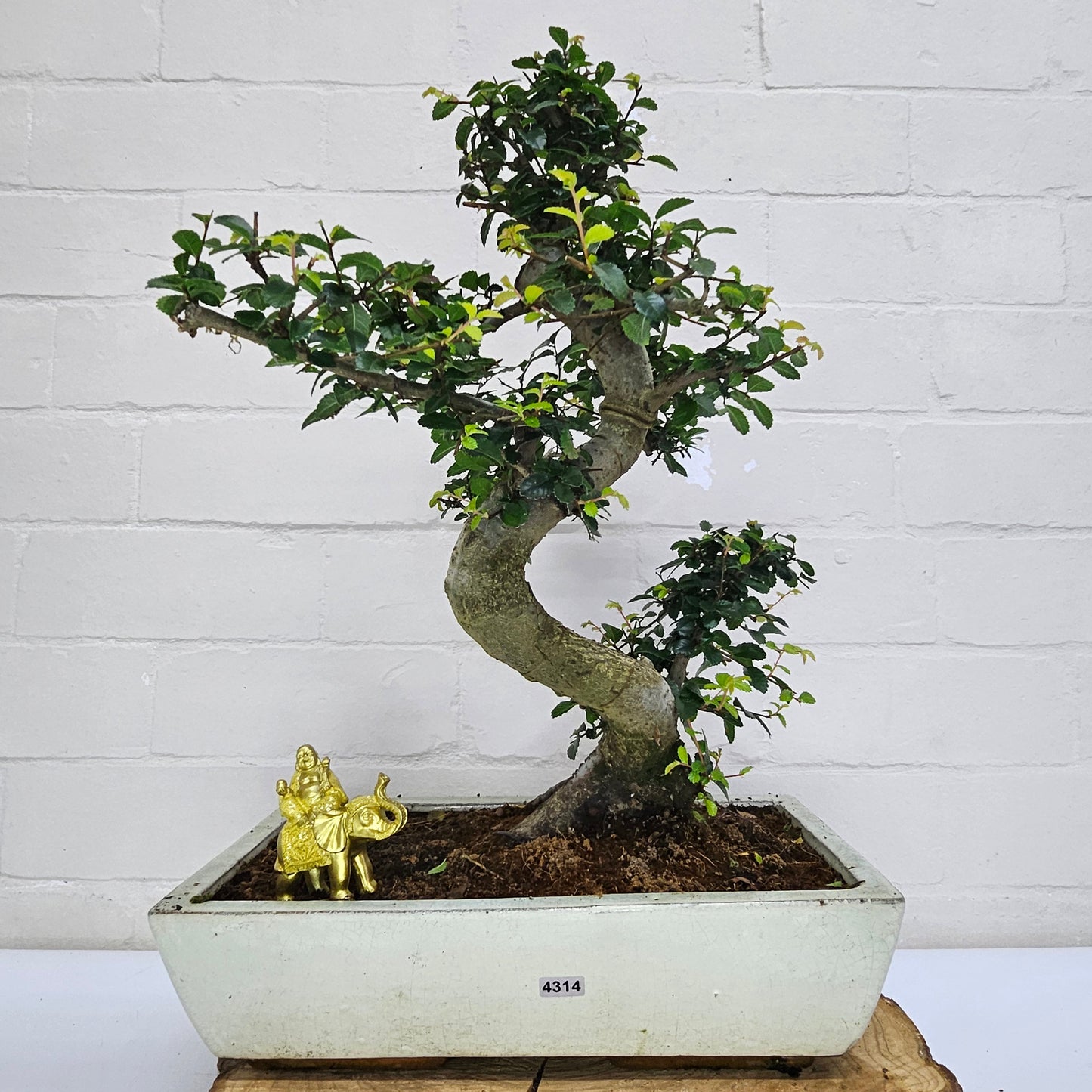 Large Ulmus Parvifolia Bonsai Tree - Chinese Elm - In 35cm Pot